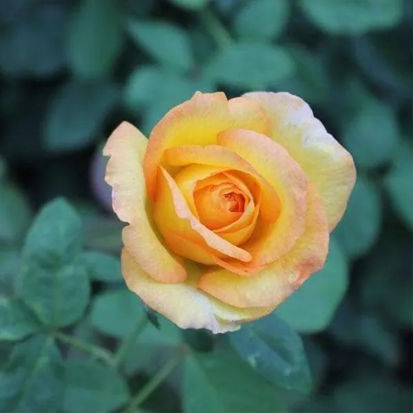 Rose_Plant_(Hybrid,_Pack_of_1)