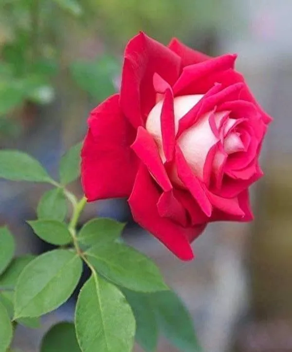 Rose_Plant_(Hybrid,_Pack_of_1)