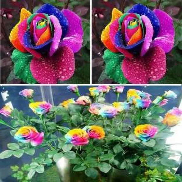 Rose_Plant_(Hybrid,_Pack_of_1)