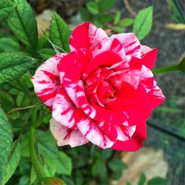 Rose_Plant_(Hybrid,_Pack_of_1)