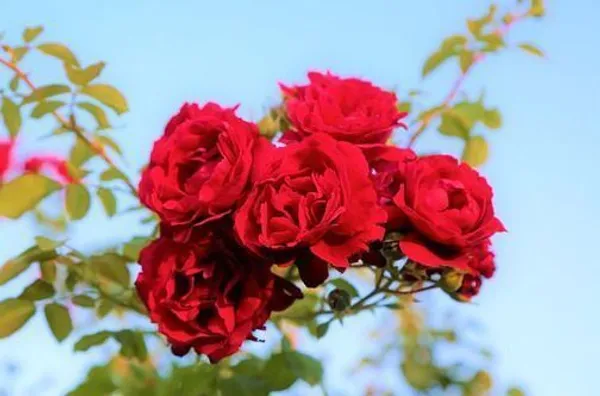 Rose_Plant_(Hybrid,_Pack_of_1)