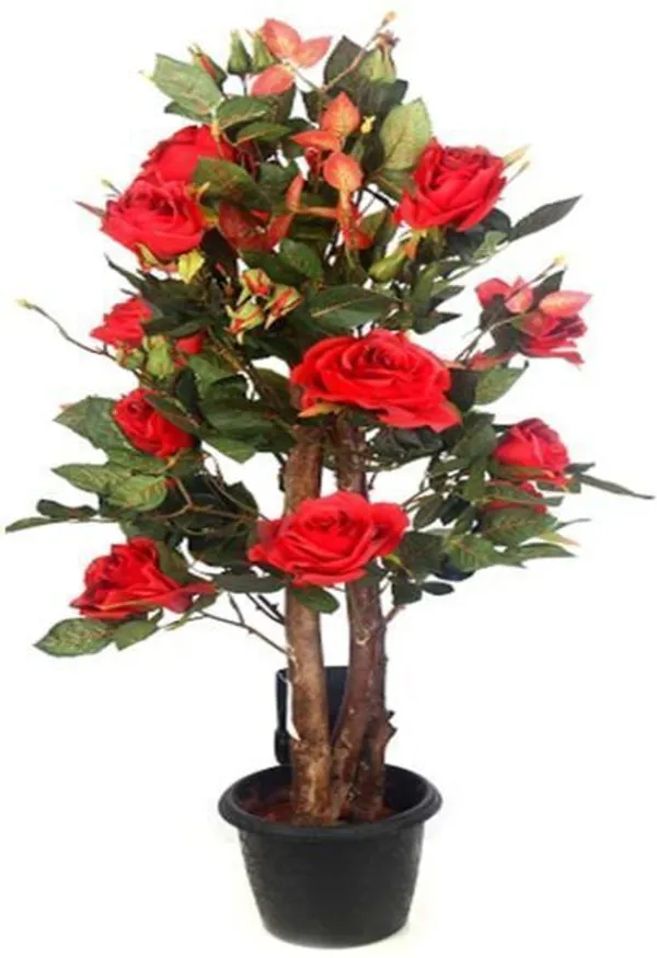 Rose_Plant_(Hybrid,_Pack_of_1)
