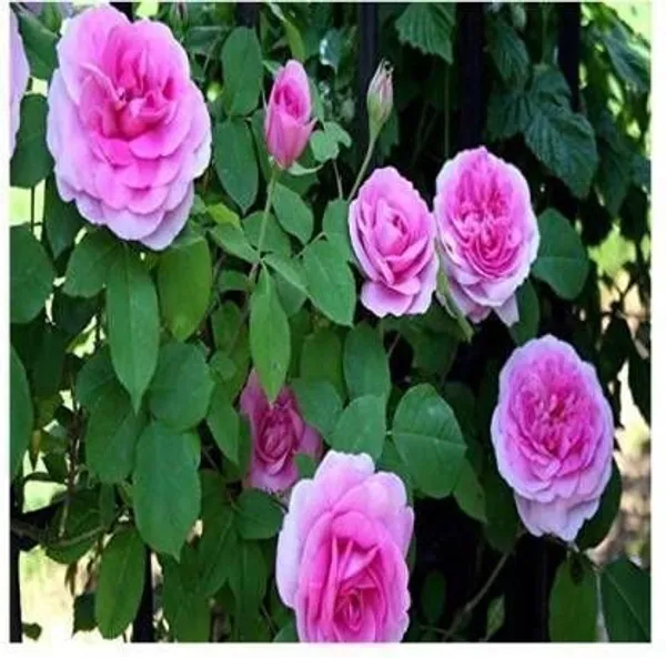 Rose_Plant_(Hybrid,_Pack_of_1)