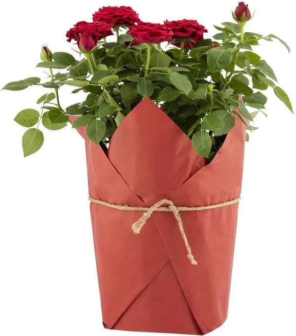 Rose_Plant_(Hybrid,_Pack_of_1)
