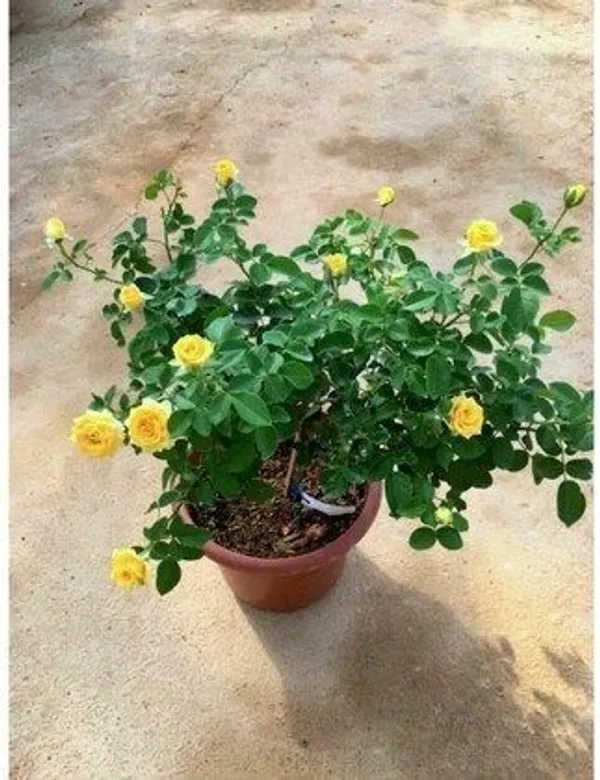 Rose_Plant_(Hybrid,_Pack_of_1)