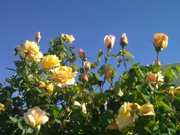 Rose_Plant_(Hybrid,_Pack_of_1)