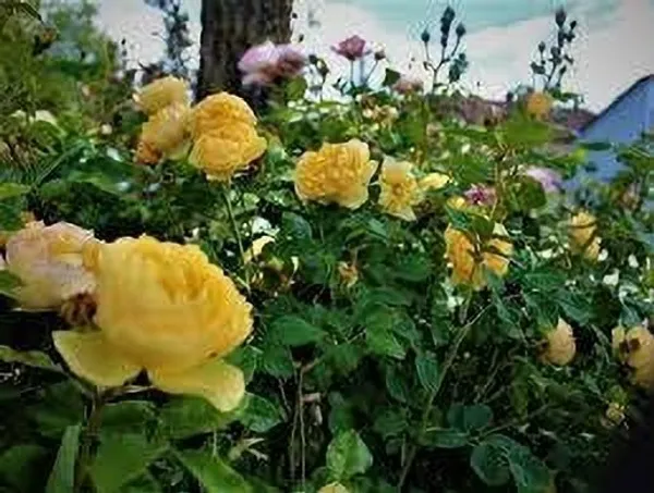 Rose_Plant_(Hybrid,_Pack_of_1)