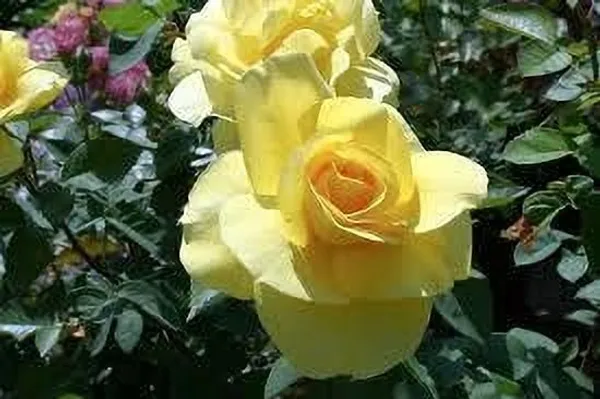 Rose_Plant_(Hybrid,_Pack_of_1)