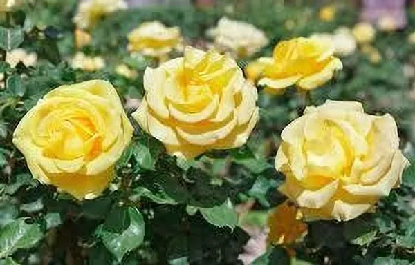 Rose_Plant_(Hybrid,_Pack_of_1)