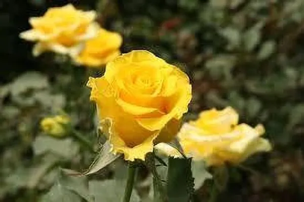 Rose_Plant_(Hybrid,_Pack_of_1)