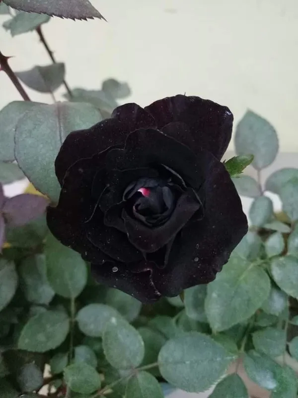 Rose_Plant_(Hybrid,_Pack_of_1)