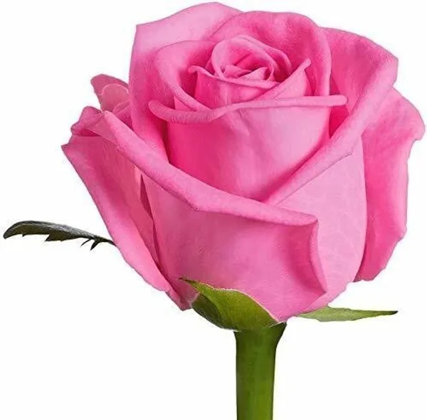 Rose_Plant_(Hybrid,_Pack_of_1)