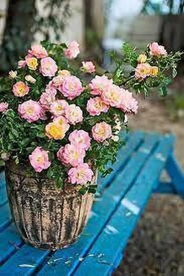 Rose_Plant_(Hybrid,_Pack_of_1)