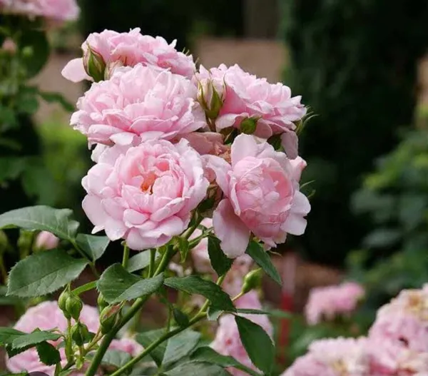Rose_Plant_(Hybrid,_Pack_of_1)