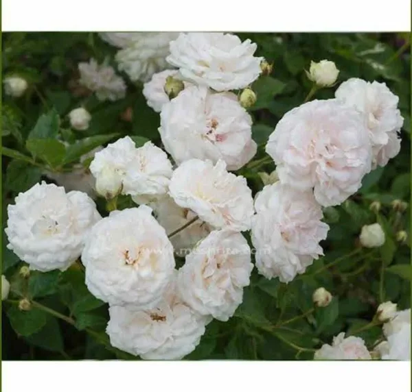 Rose_Plant_(Hybrid,_Pack_of_1)
