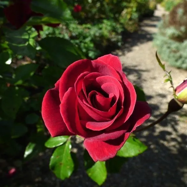 Rose_Plant_(Hybrid,_Pack_of_1)