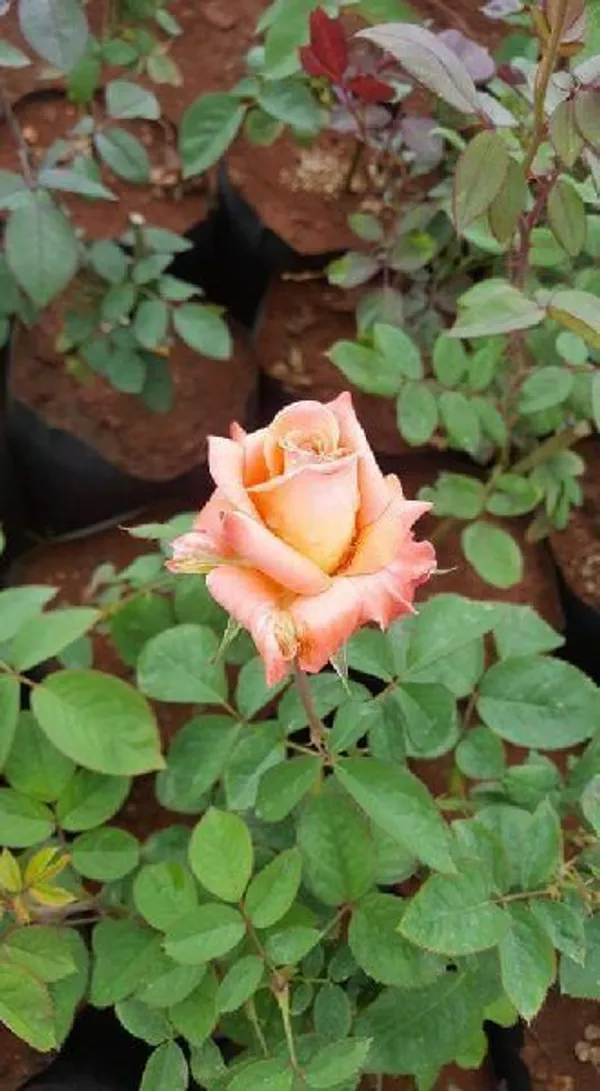 Rose_Plant_(Hybrid,_Pack_of_1)