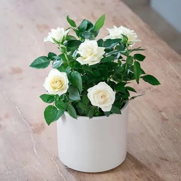 Rose_Plant_(Hybrid,_Pack_of_1)