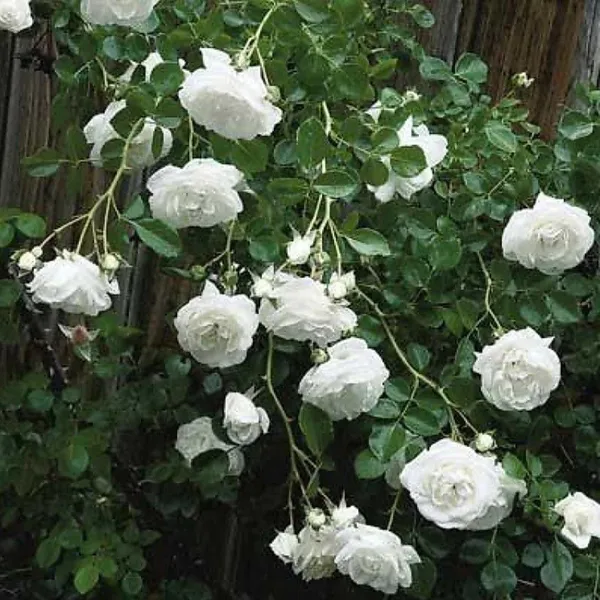 Rose_Plant_(Hybrid,_Pack_of_1)