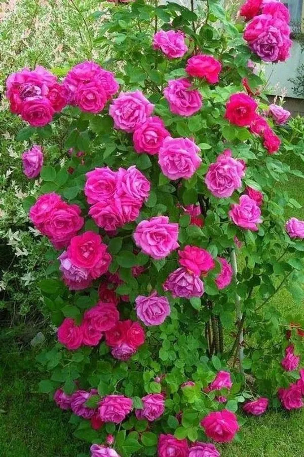 Rose_Plant_(Hybrid,_Pack_of_1)