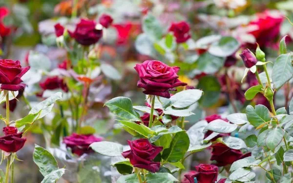 Rose_Plant_(Hybrid,_Pack_of_1)