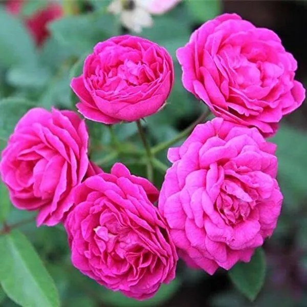 Rose_Plant_(Hybrid,_Pack_of_1)
