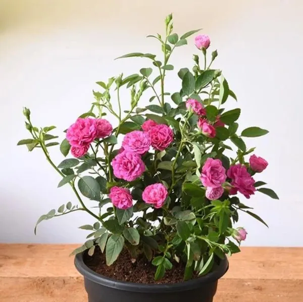 Rose_Plant_(Hybrid,_Pack_of_1)