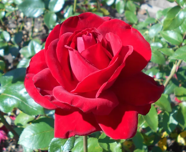 Rose_Plant_(Hybrid,_Pack_of_1)