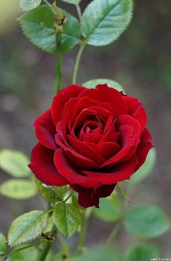 Rose_Plant_(Hybrid,_Pack_of_1)