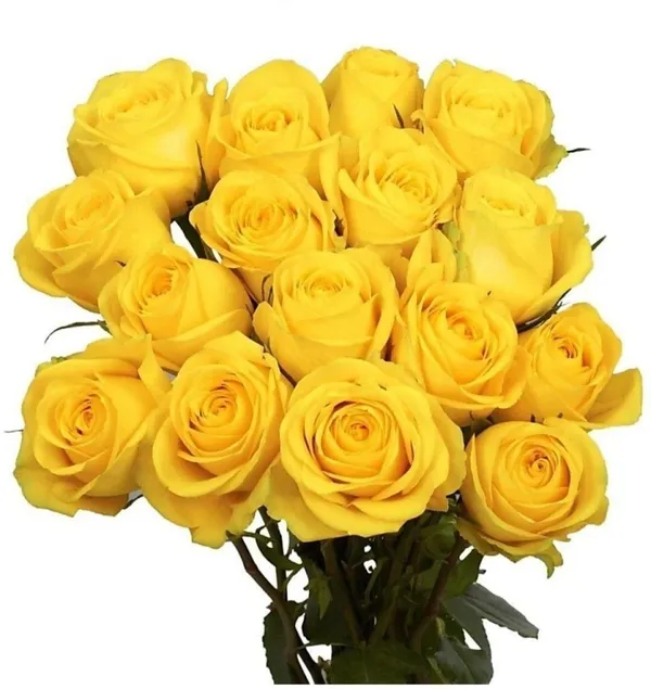 Rose_Plant_(Hybrid,_Pack_of_1)