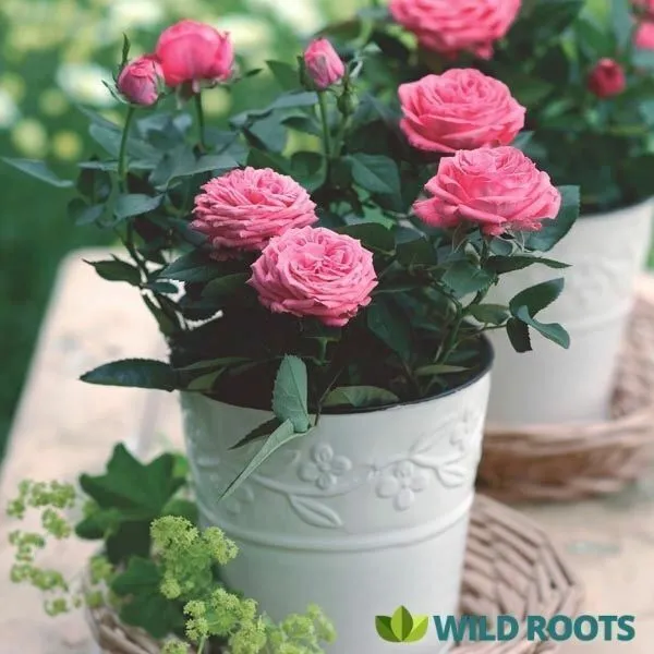 Rose_Plant_(Hybrid,_Pack_of_1)