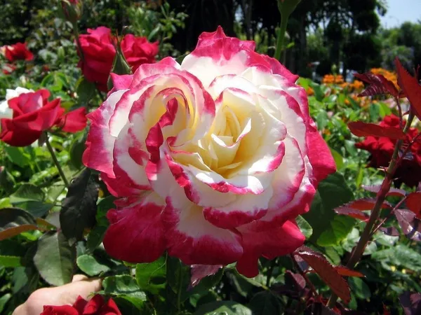 Rose_Plant_(Hybrid,_Pack_of_1)