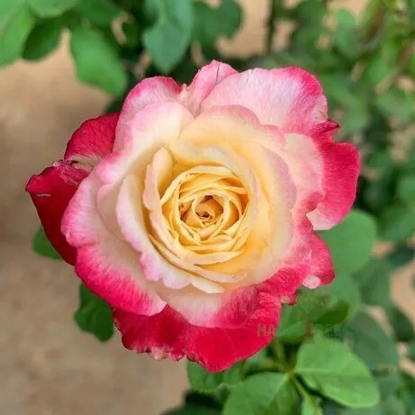 Rose_Plant_(Hybrid,_Pack_of_1)