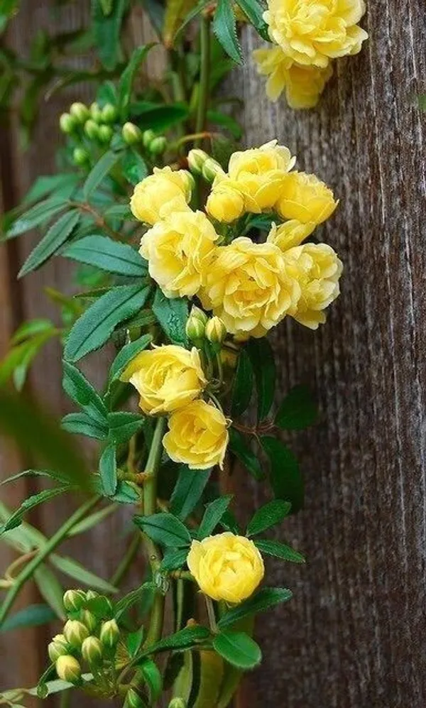 Rose_Plant_(Hybrid,_Pack_of_1)