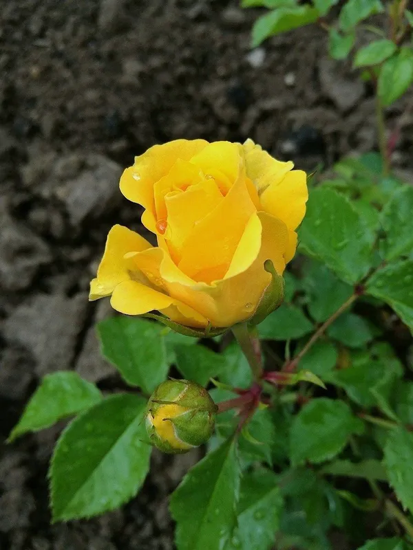 Rose_Plant_(Hybrid,_Pack_of_1)