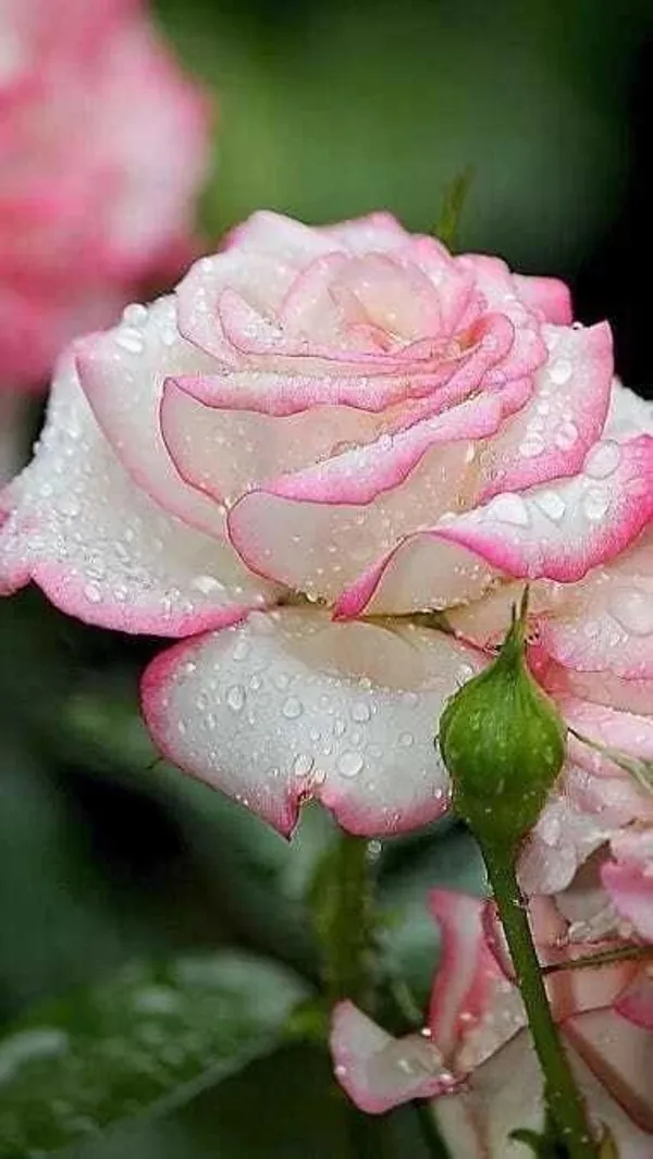 Rose_Plant_(Hybrid,_Pack_of_1)