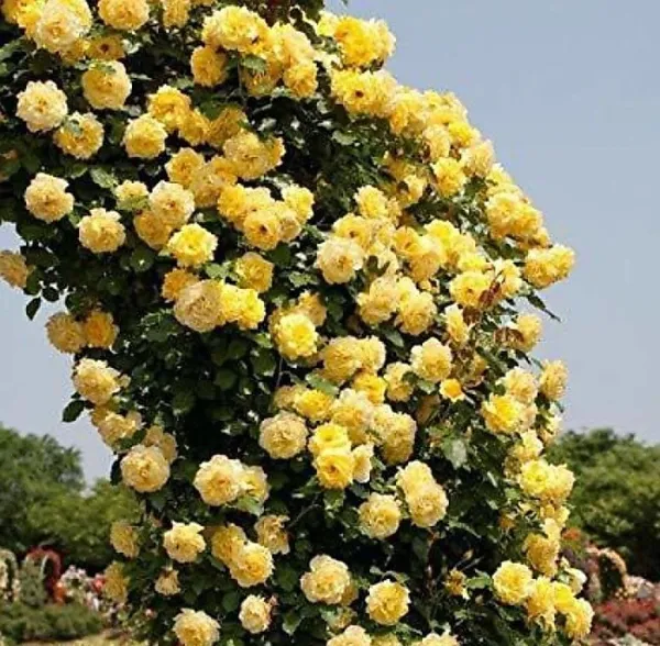 Rose_Plant_(Hybrid,_Pack_of_1)