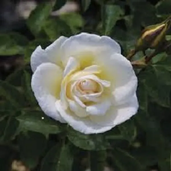 Rose_Plant_(Hybrid,_Pack_of_1)