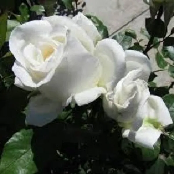Rose_Plant_(Hybrid,_Pack_of_1)