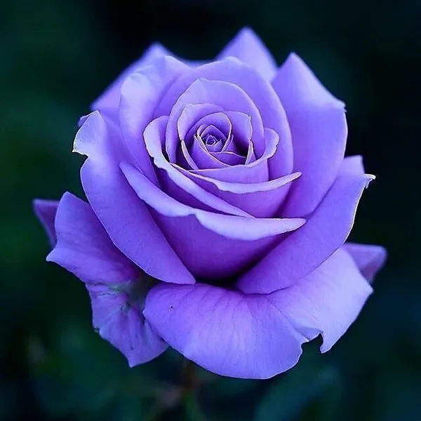 Rose_Plant_(Hybrid,_Pack_of_1)