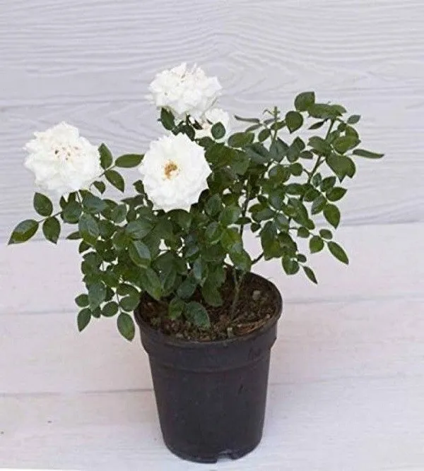 Rose_Plant_(Hybrid,_Pack_of_1)