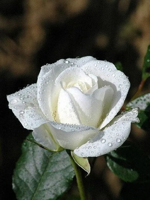 Rose_Plant_(Hybrid,_Pack_of_1)
