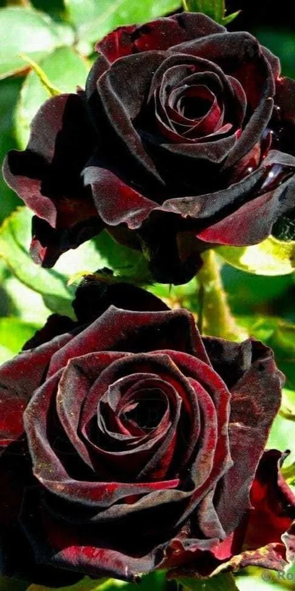 Rose_Plant_(Hybrid,_Pack_of_1)