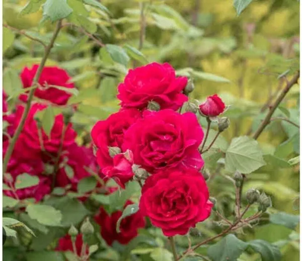Rose_Plant_(Hybrid,_Pack_of_1)