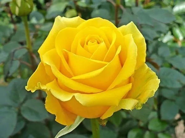 Rose_Plant_(Hybrid,_Pack_of_1)