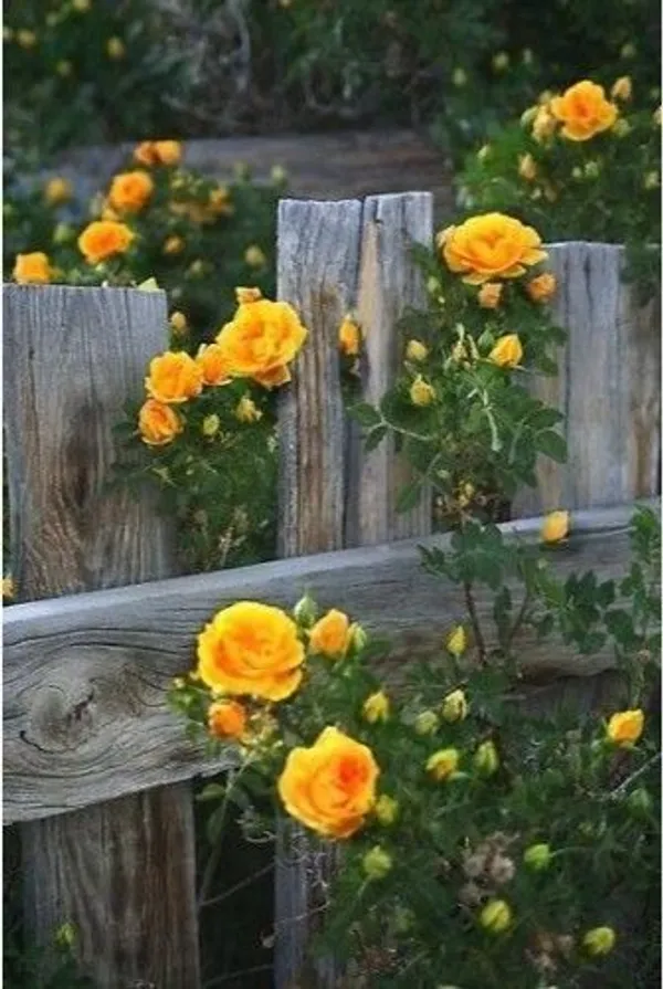 Rose_Plant_(Hybrid,_Pack_of_1)