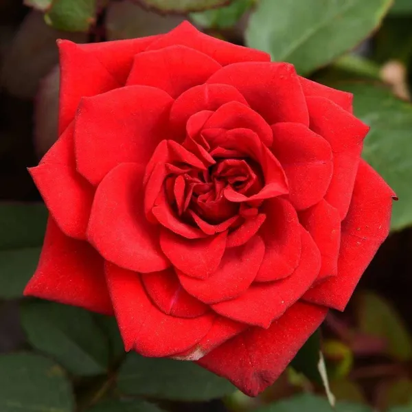 Rose_Plant_(Hybrid,_Pack_of_1)
