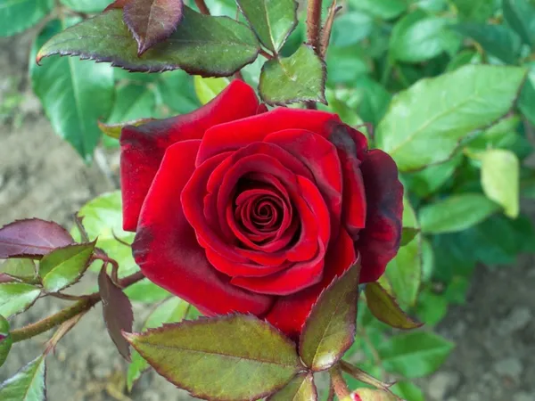 Rose_Plant_(Hybrid,_Pack_of_1)