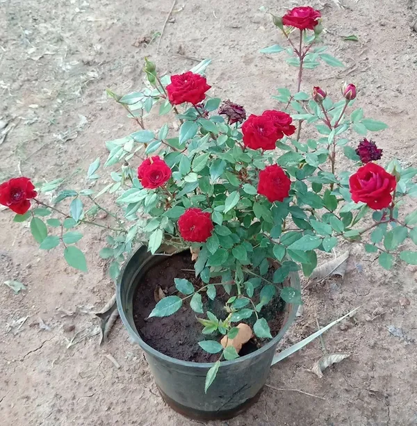 Rose_Plant_(Hybrid,_Pack_of_1)