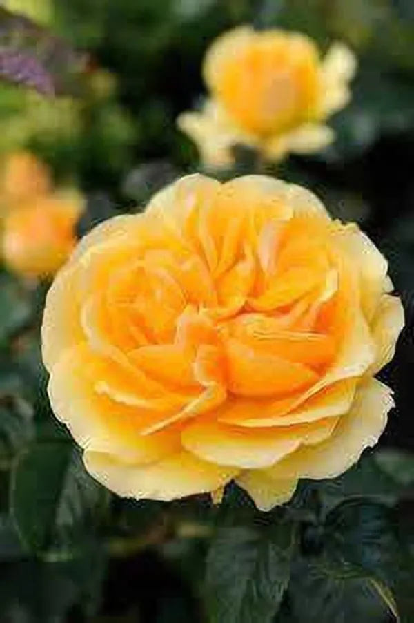 Rose_Plant_(Hybrid,_Pack_of_1)